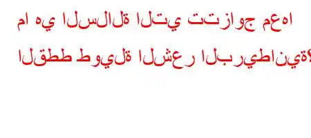 ما هي السلالة التي تتزاوج معها القطط طويلة الشعر البريطانية؟